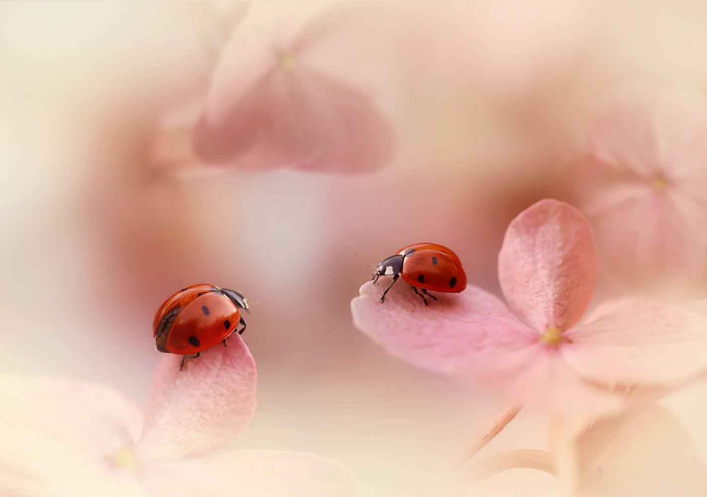 Ladybirds on pink hydrangea.