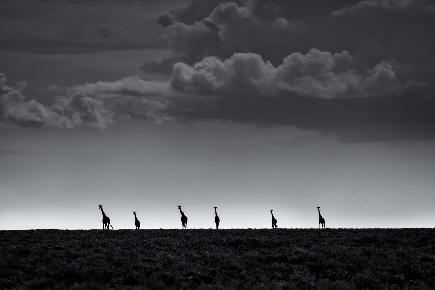 6 Giraffes