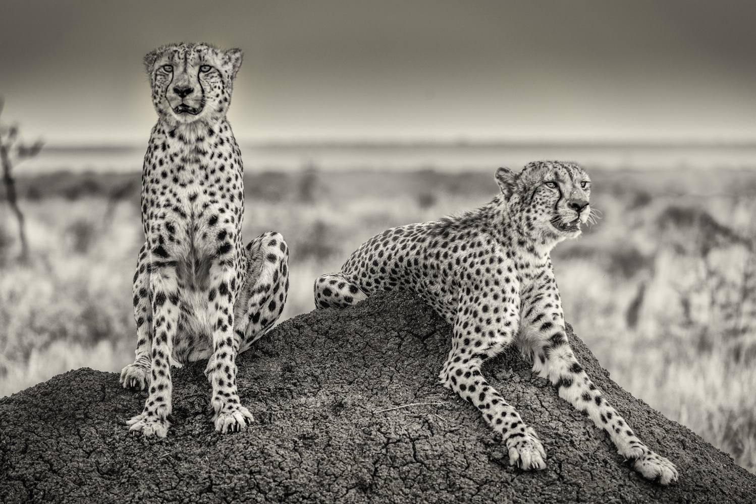 Two Cheetahs Watching Out