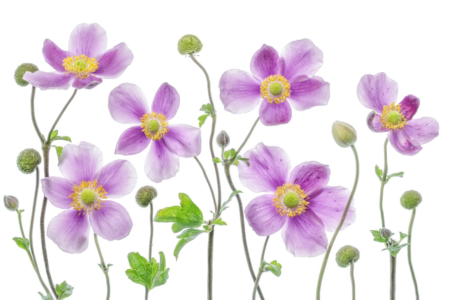 Anemone Japonica