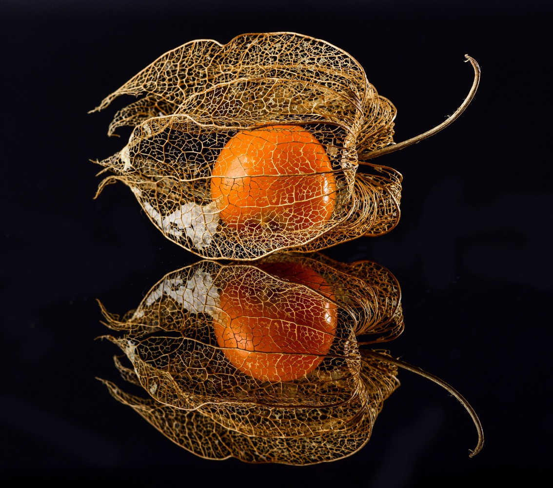 Physalis