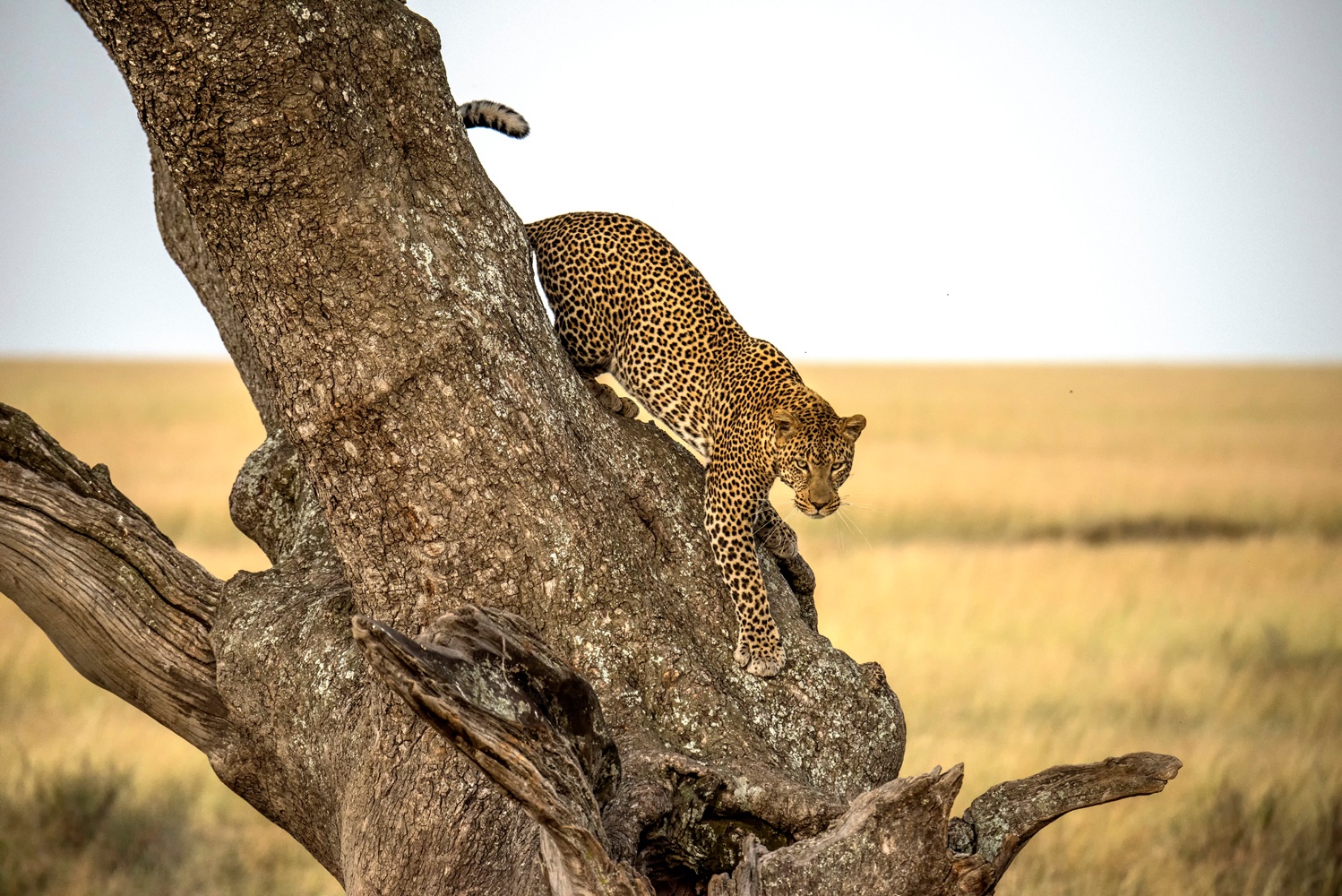 Leopard - Serengheti, Tanzania