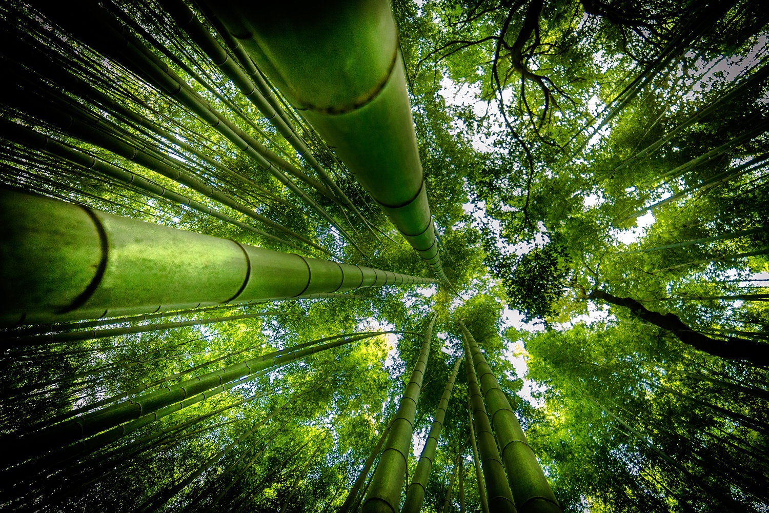 ARASHIYAMA