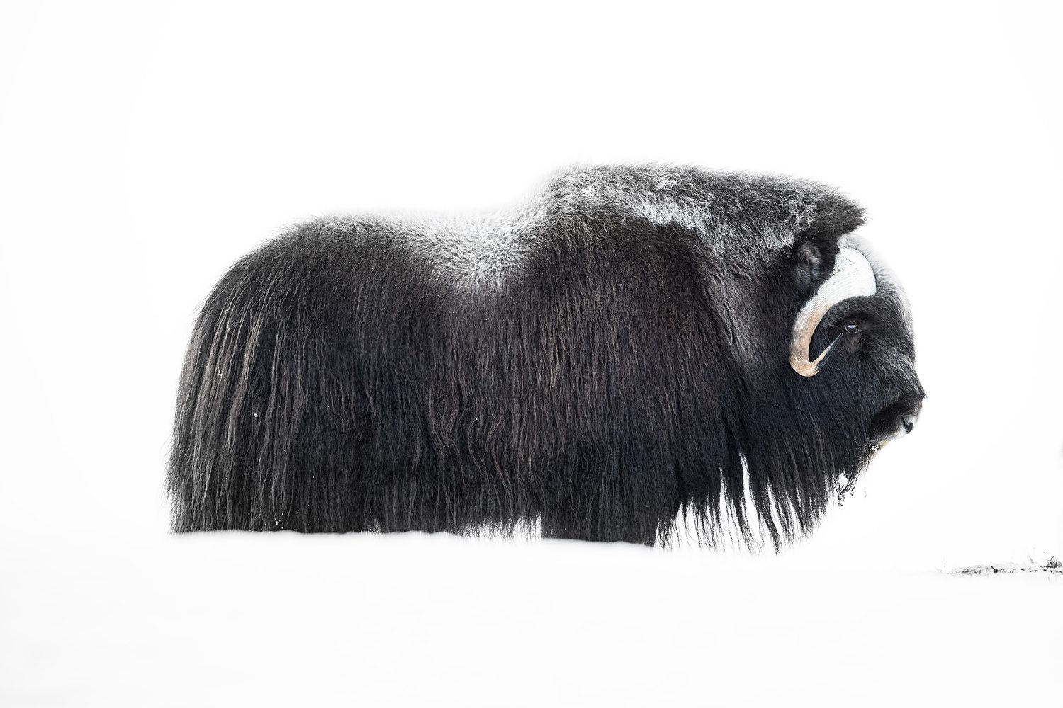 Muskox