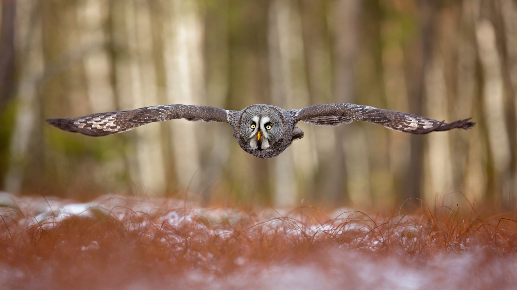 Great grey owl