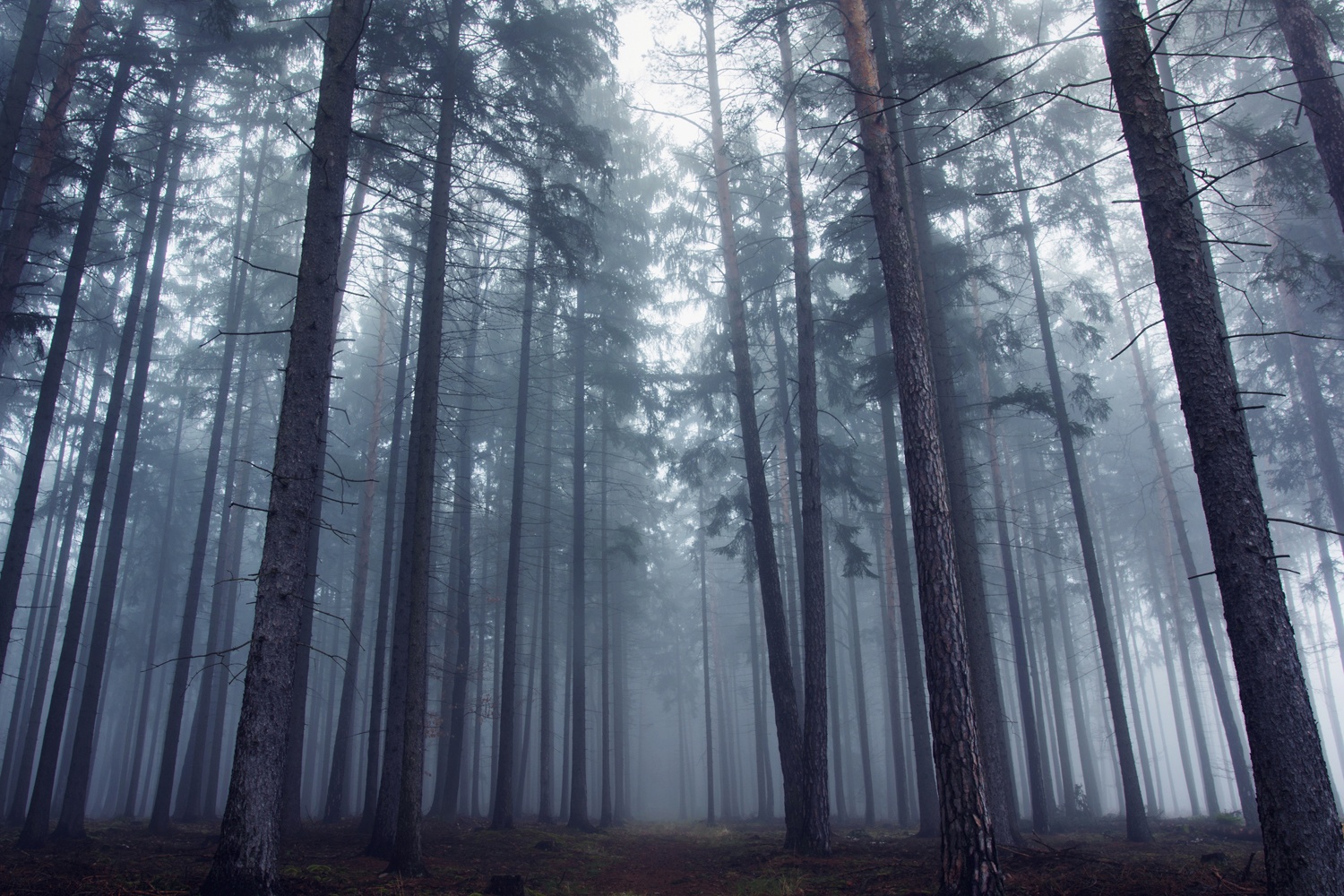 Mysterious foggy forest.