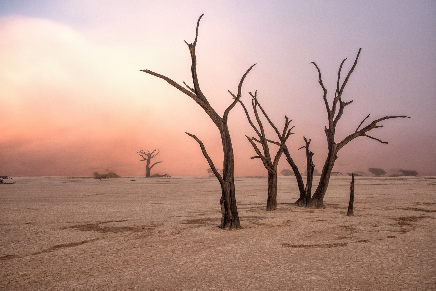 Fog in deadvlei