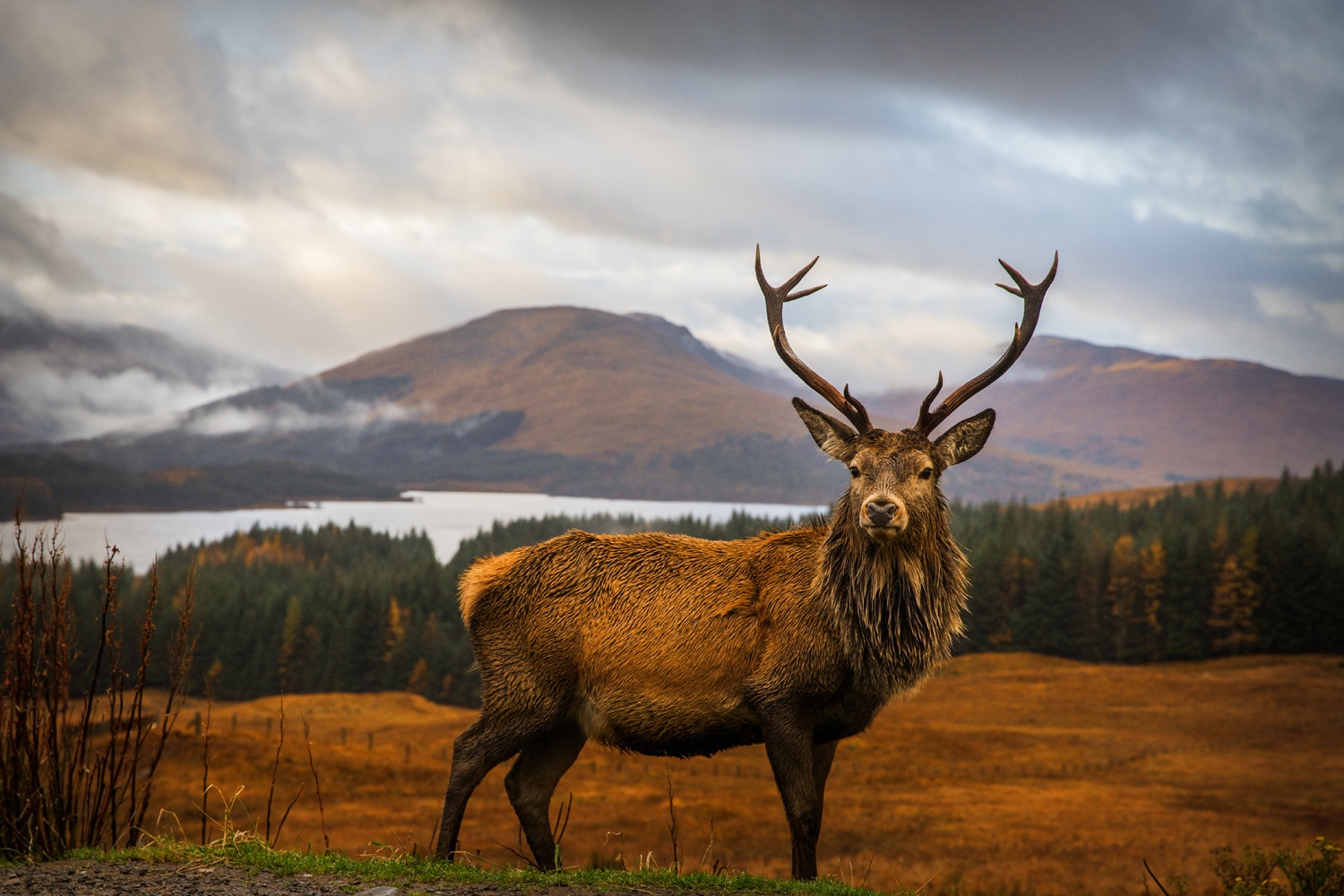 Scottish Stag