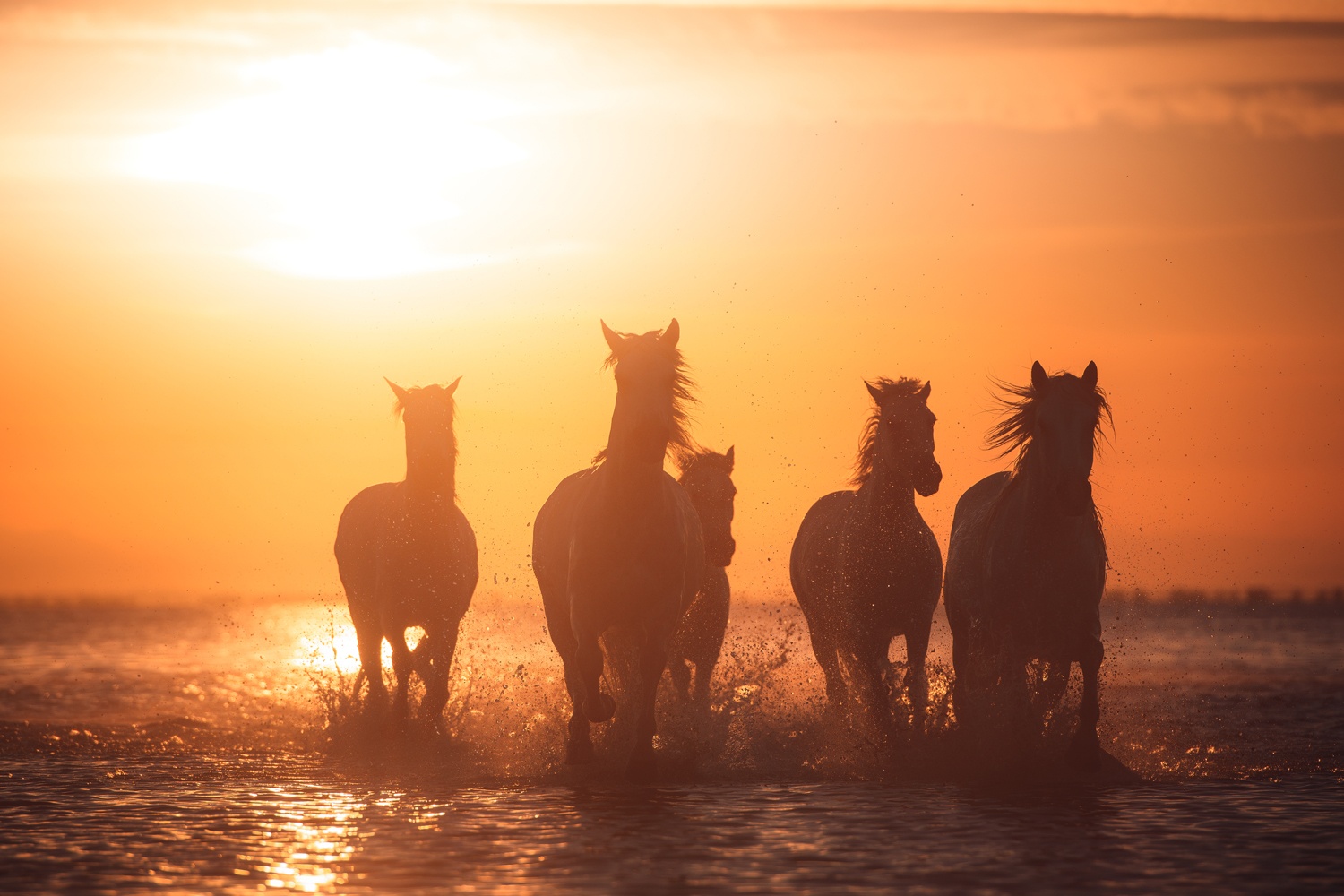 Camargue angels