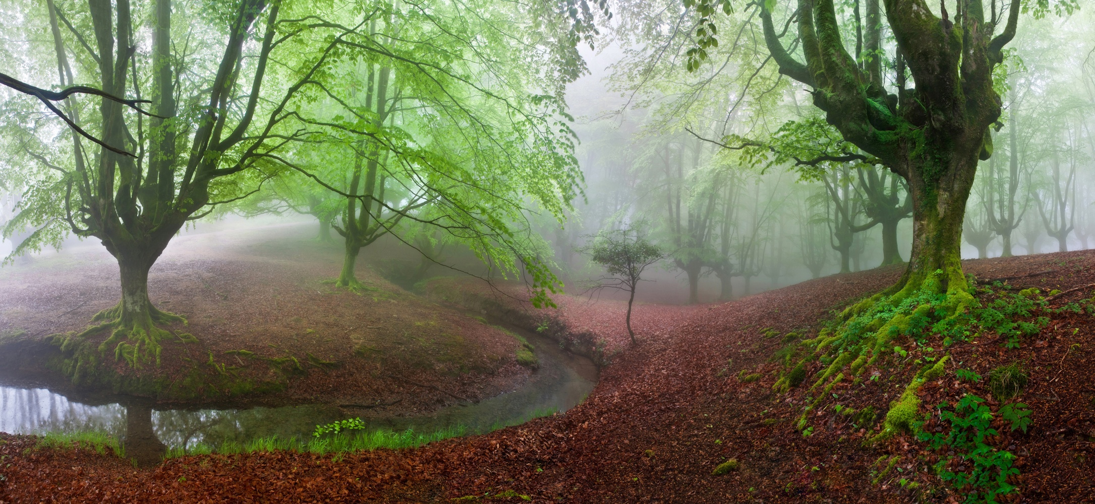 The FOREST MARAVILLADOR III