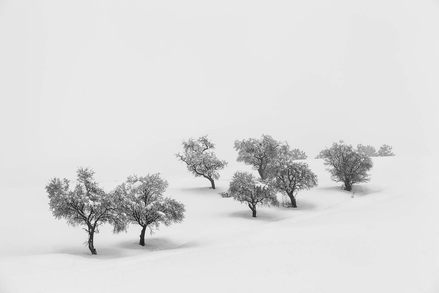 White Carpet