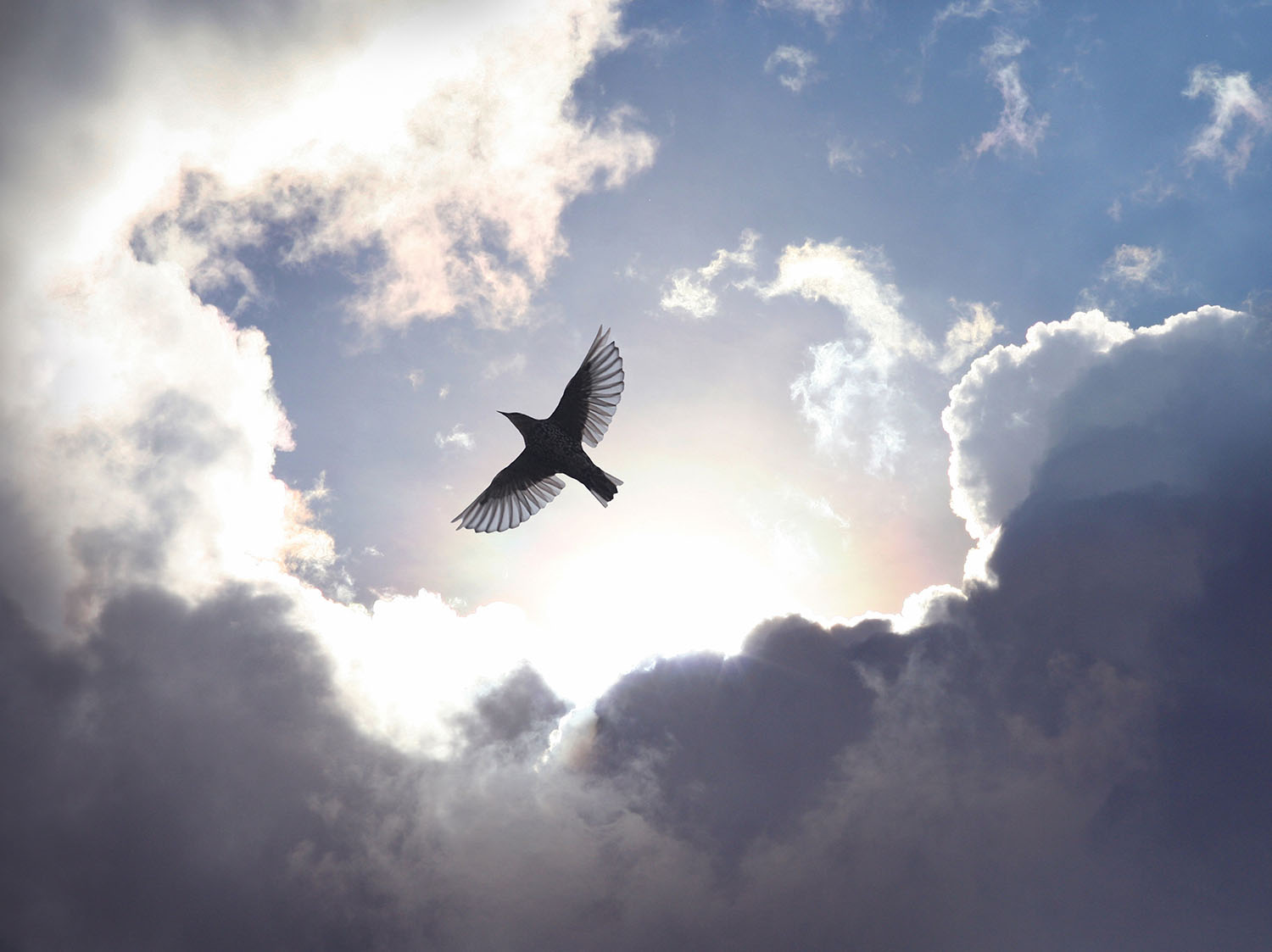 Free as a Bird
