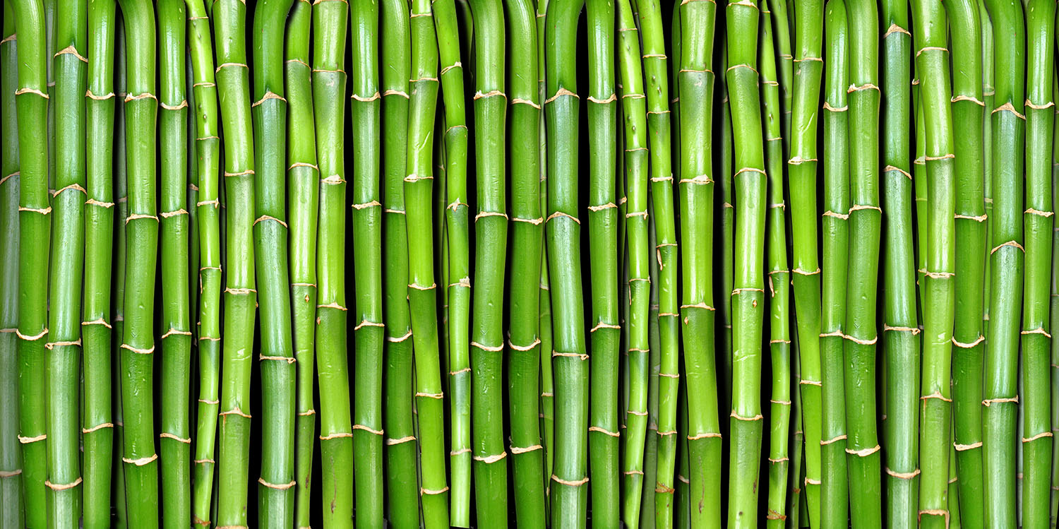 Bamboo