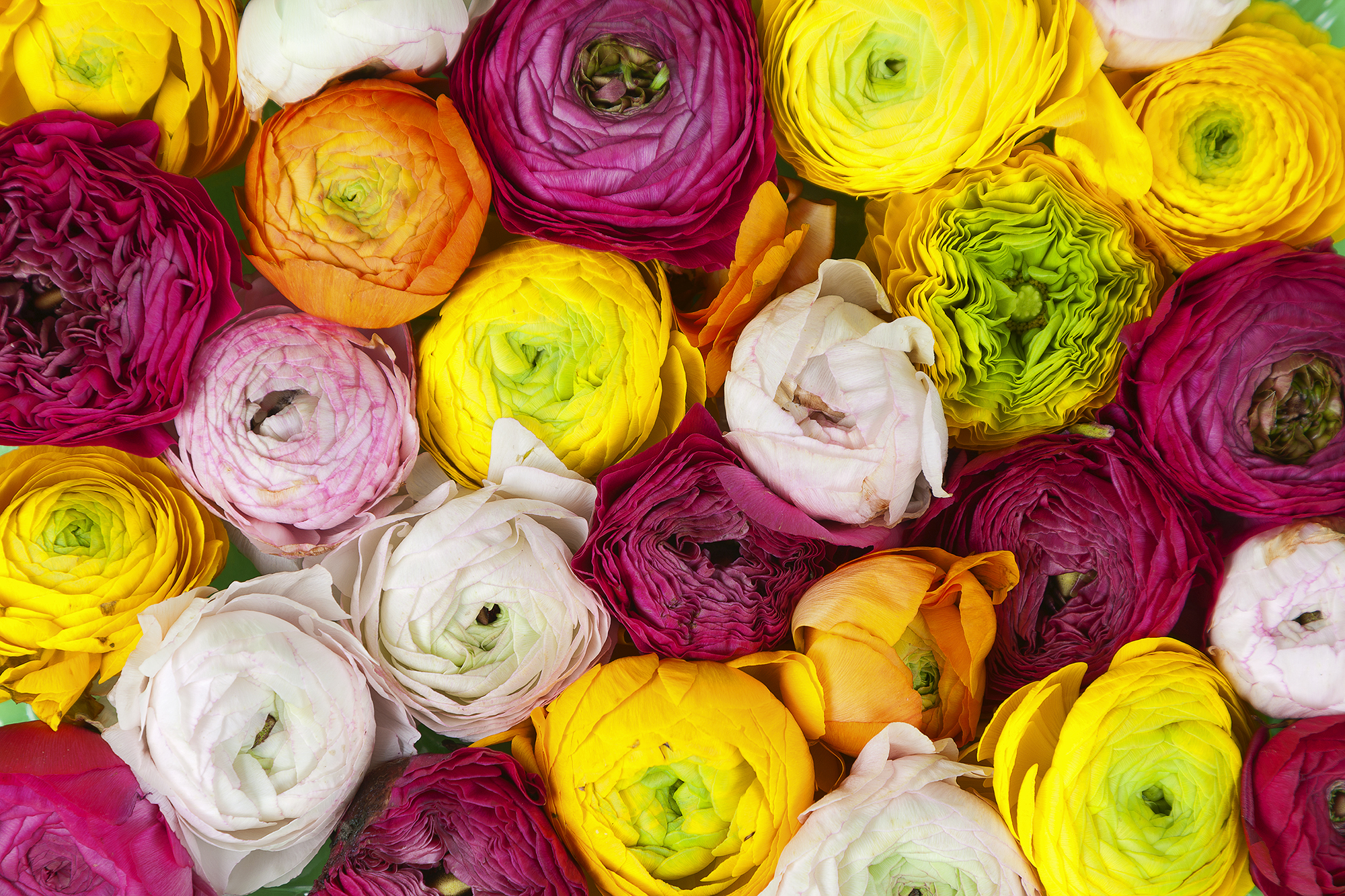Ranunculus