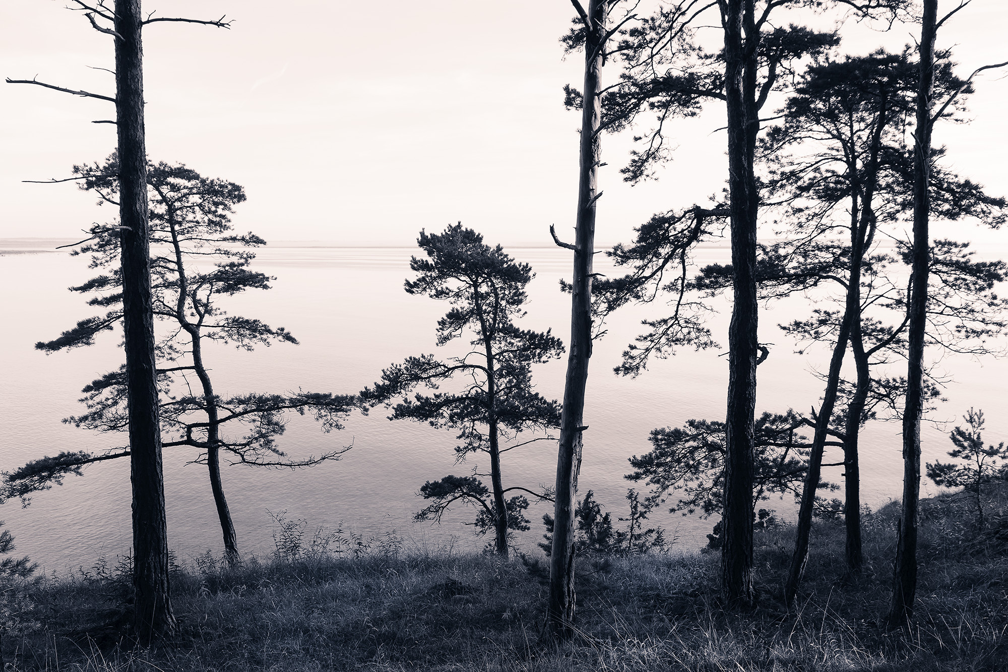 Old Pine Trees