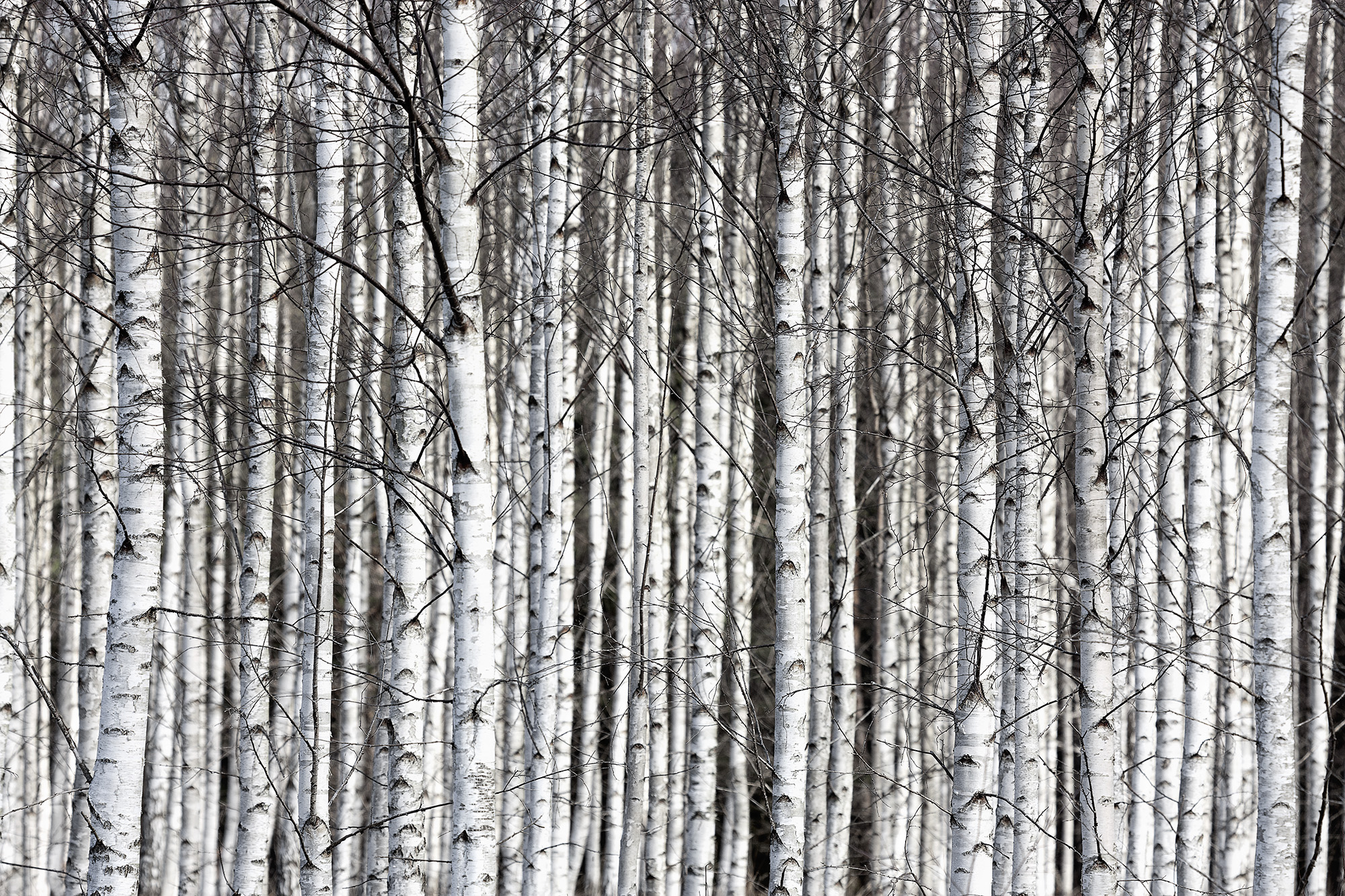 Birch Trunks