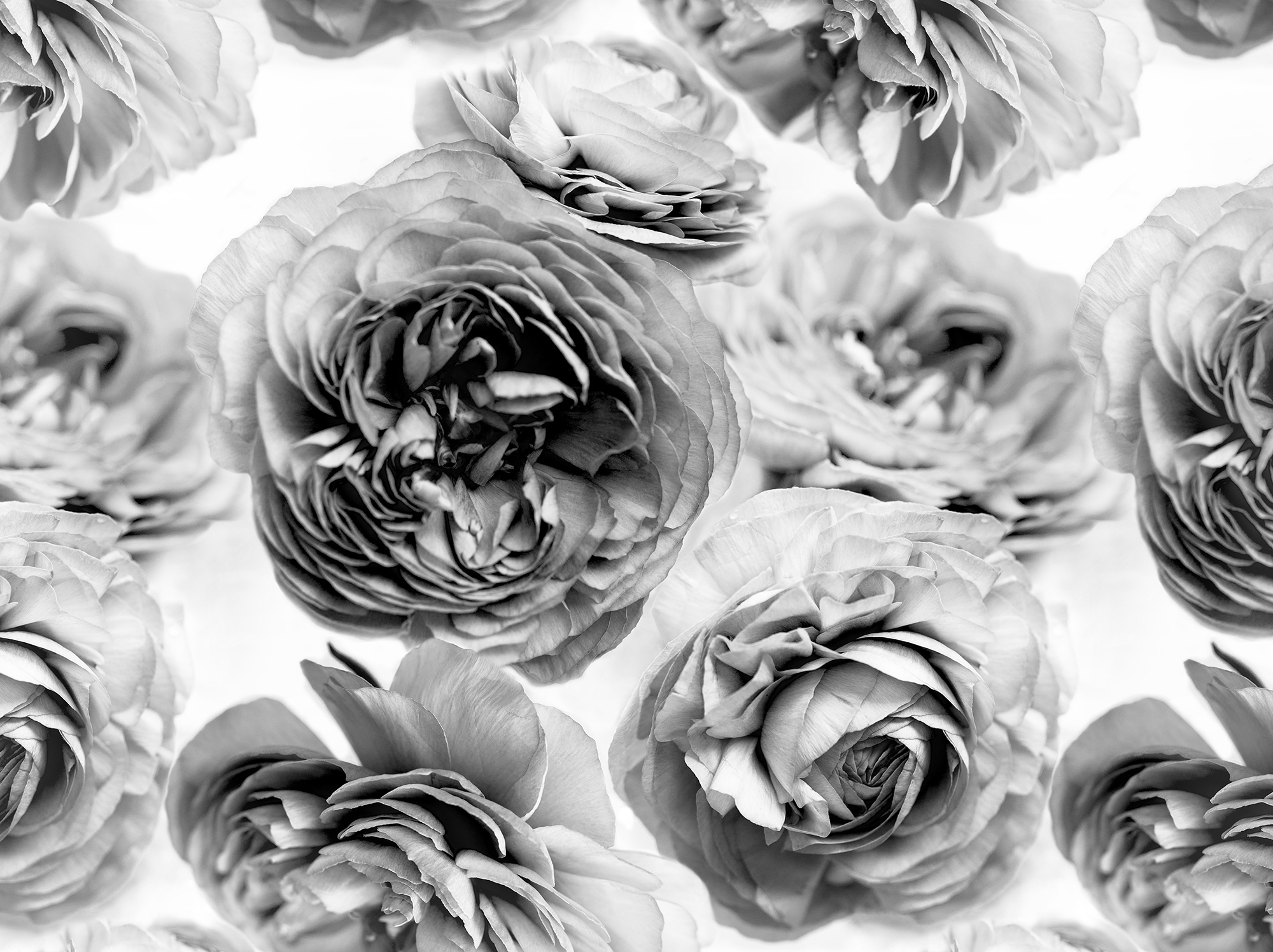 Summer Wind - Black & White
