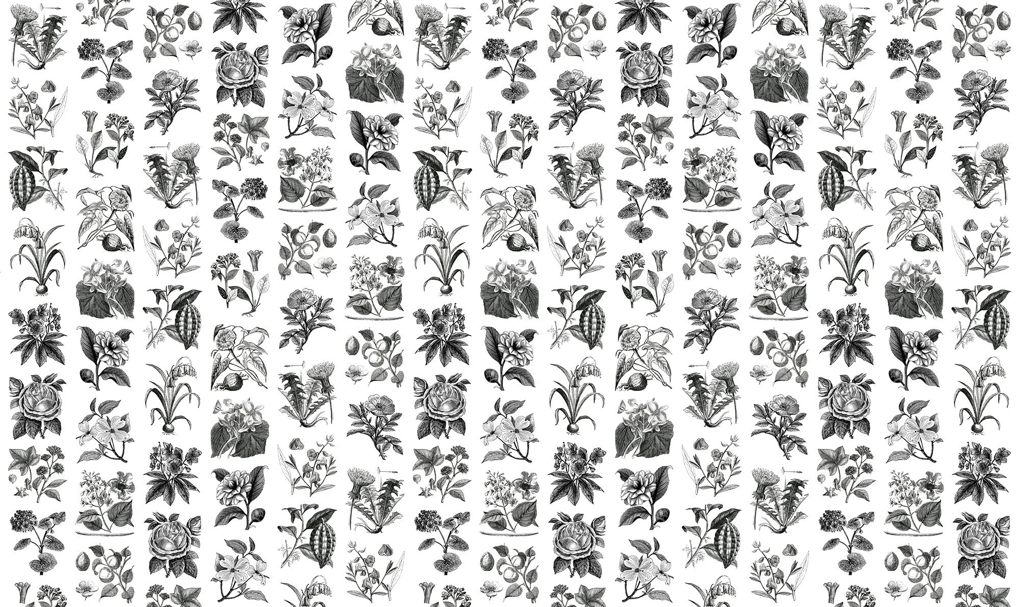Fruit & Flora