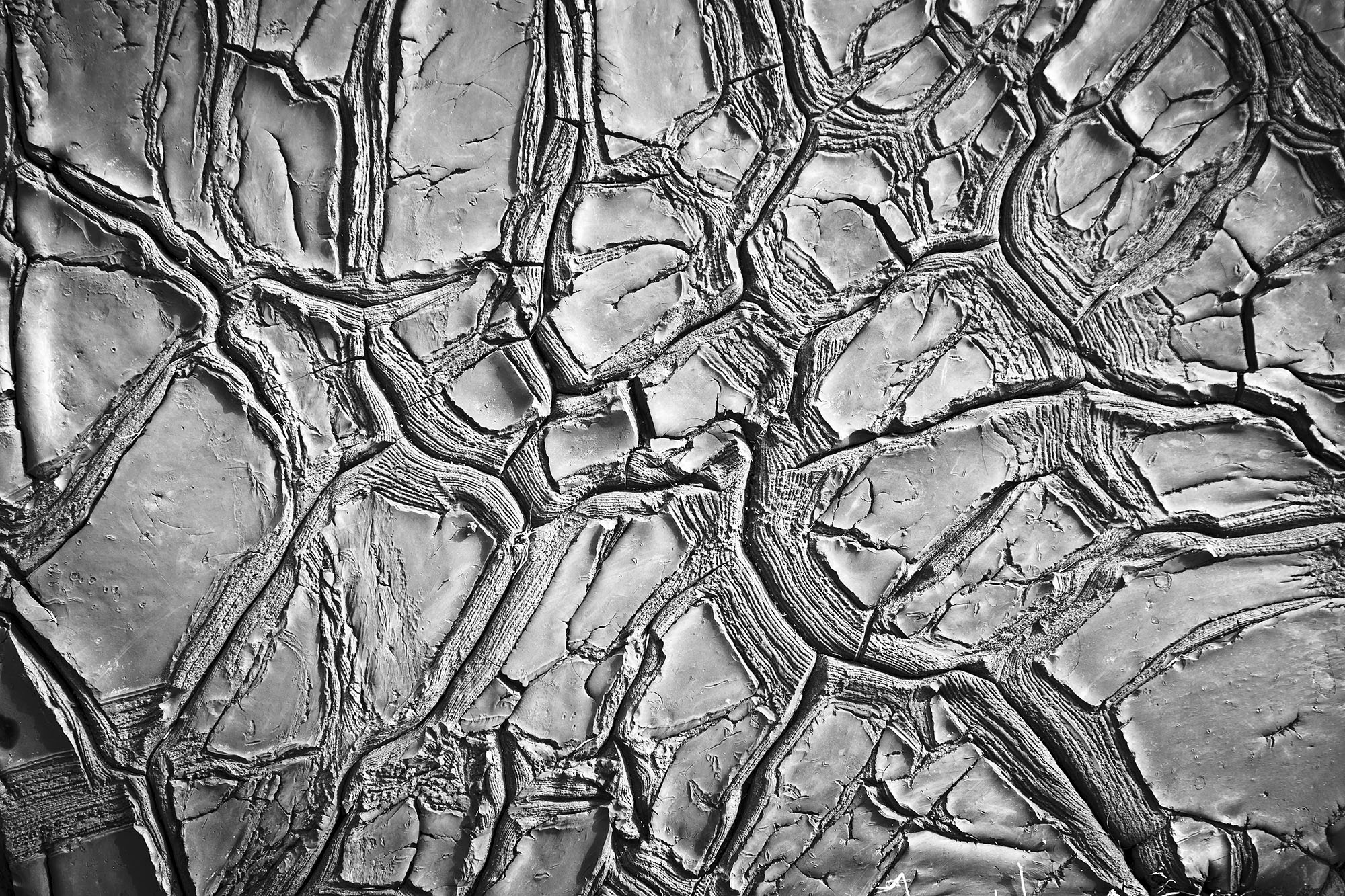 Dried Clay