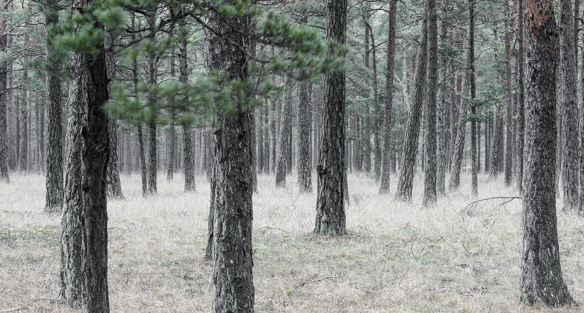 Pine Forrest