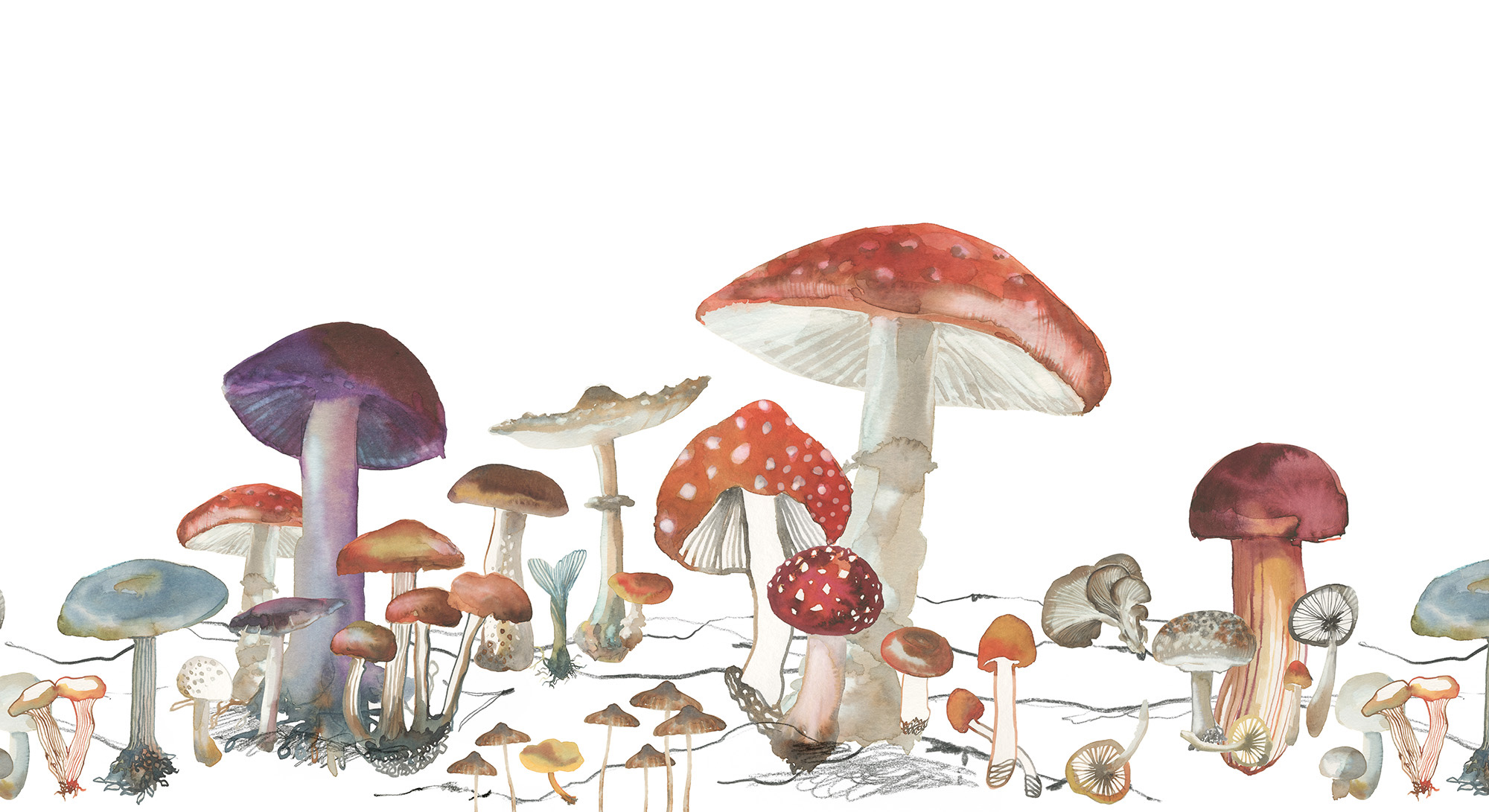 Woods of Wonder