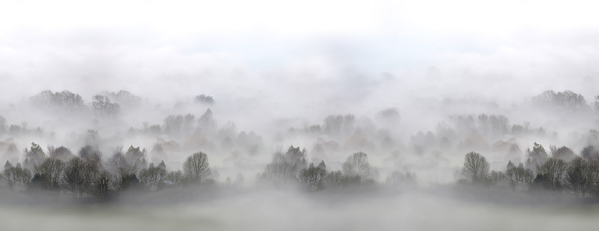 Morning Fog