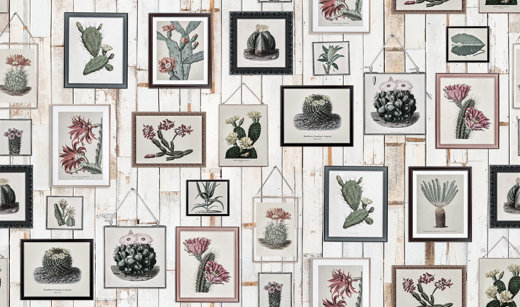 Cactus Wall Art, Faded