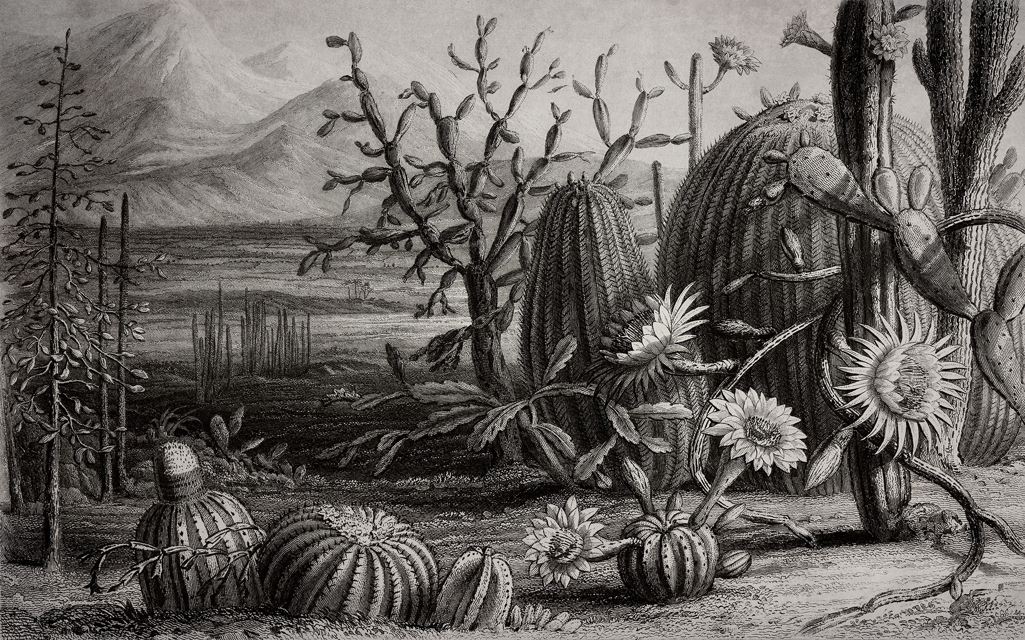 Cactus Garden