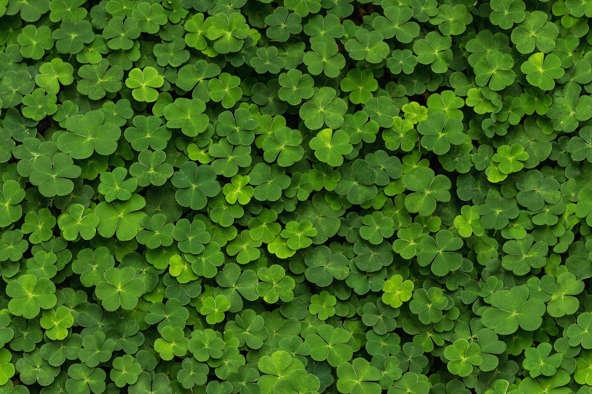Clover