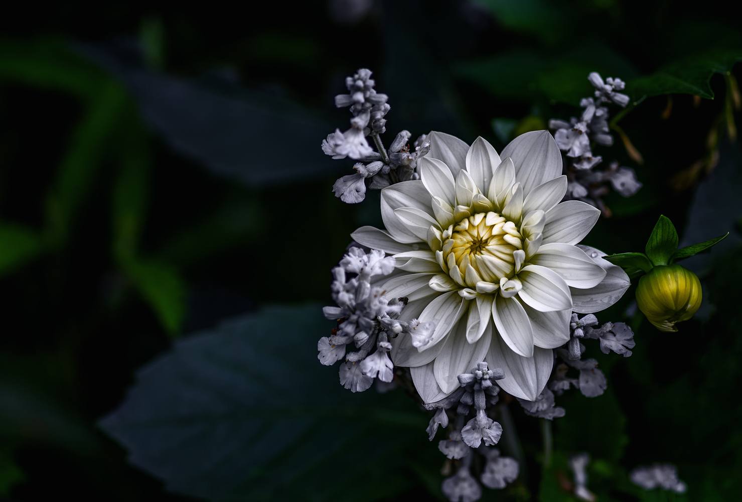 Billede af Dahlia flower