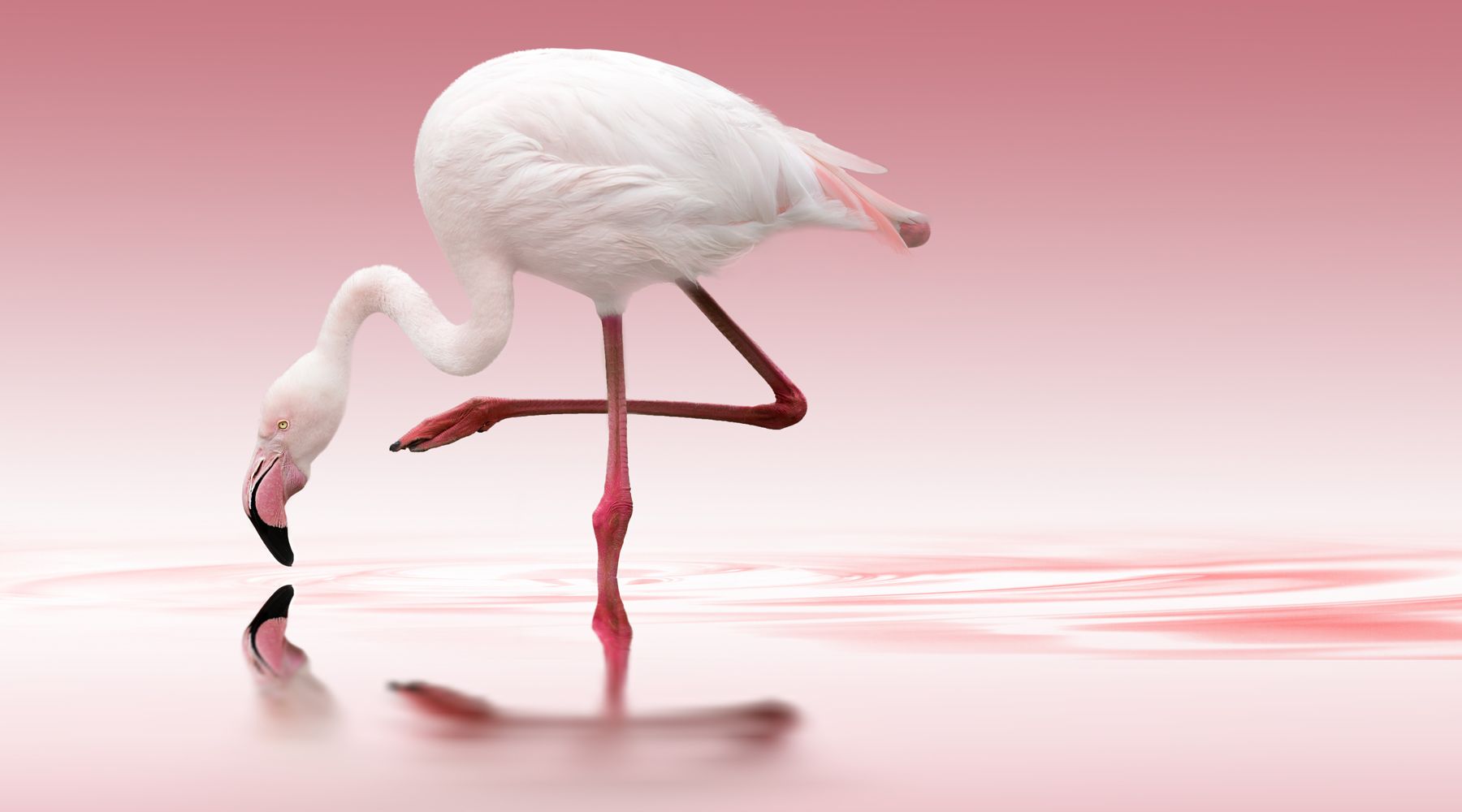 Billede af Flamingo
