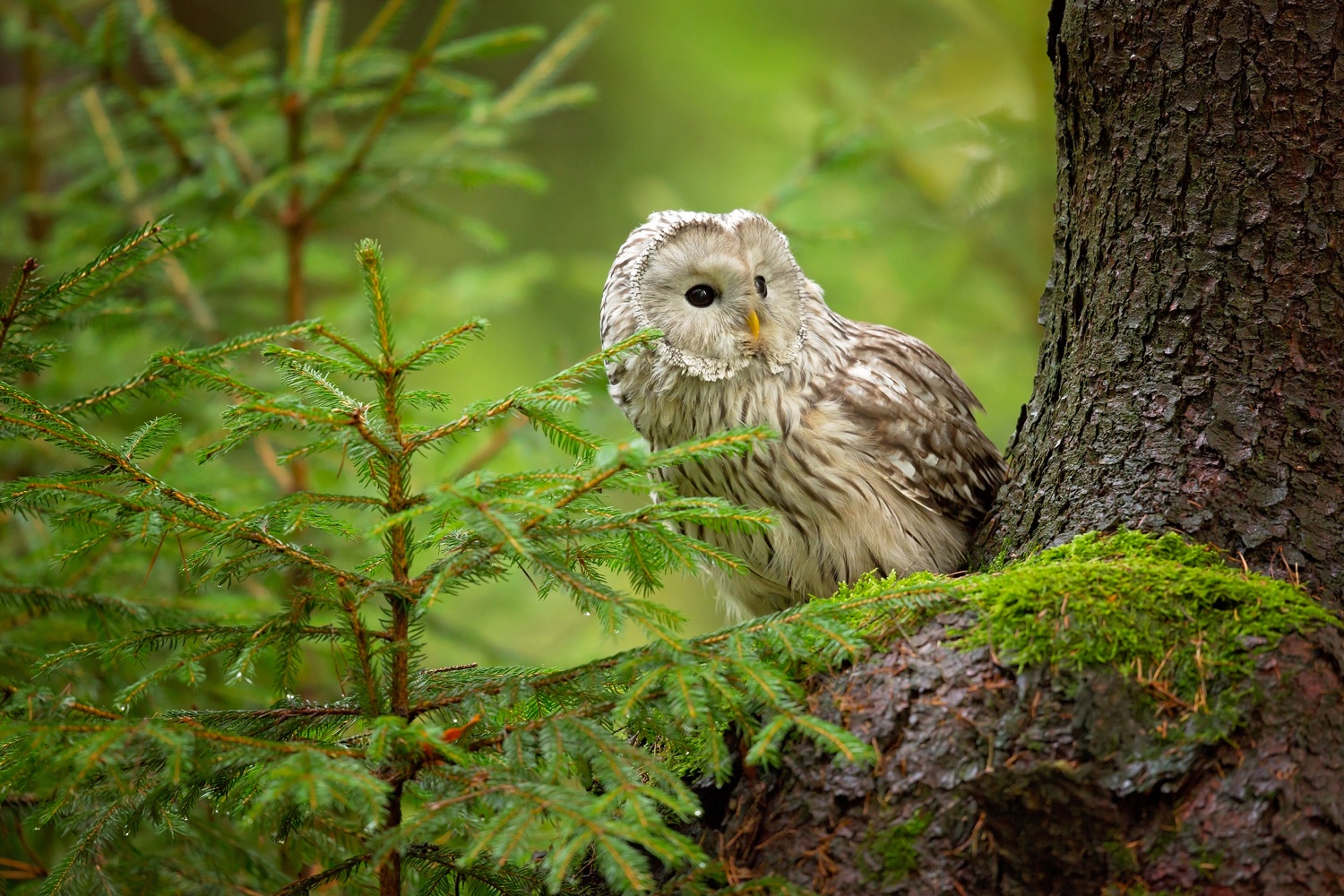 Billede af Ural Owl