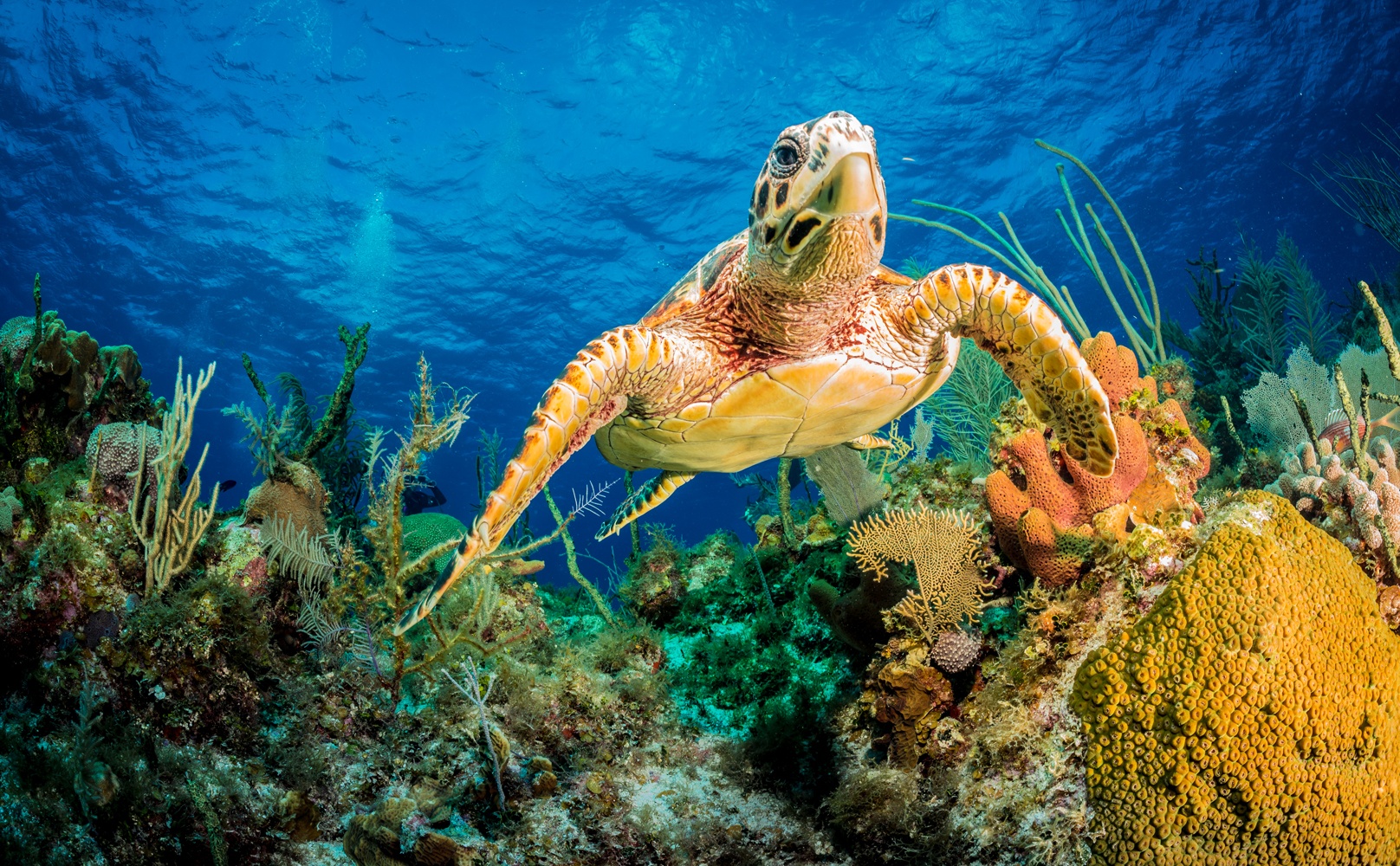 Se Hawksbill turtle swimming through Caribbean reef hos Picment.dk