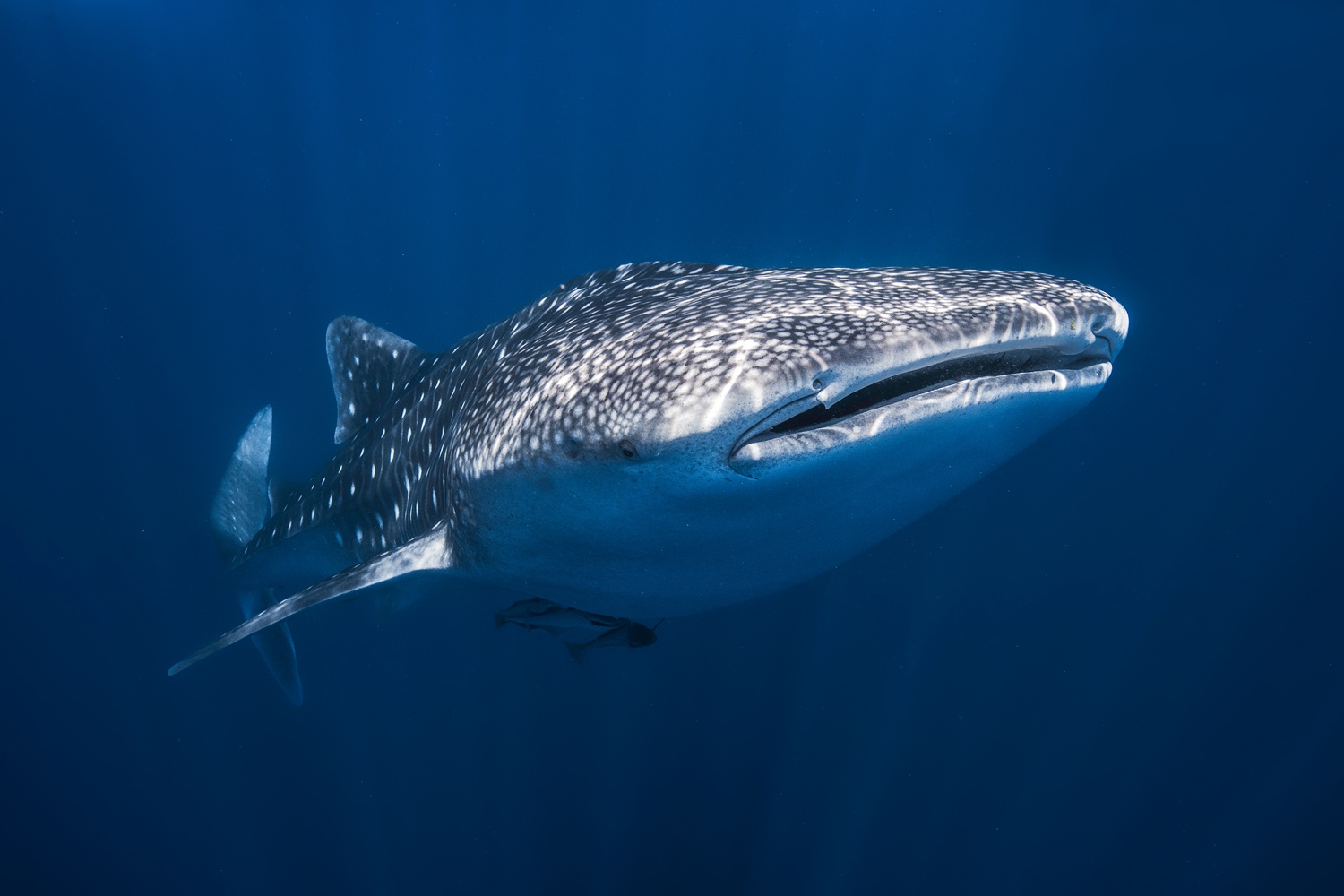 Billede af Whale Shark
