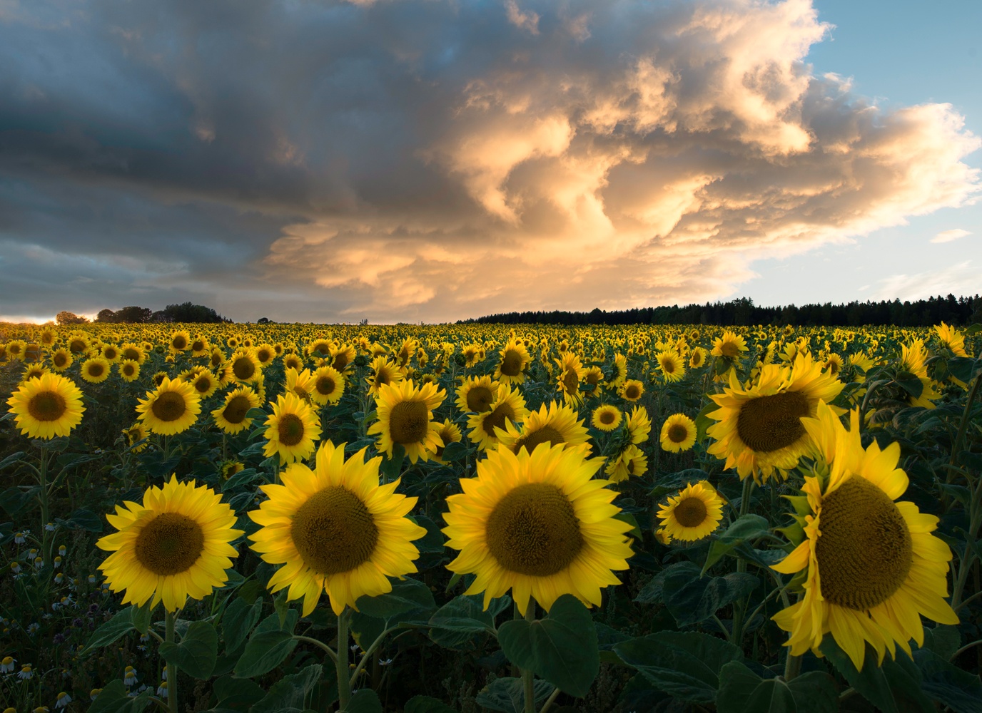 Sunflowers in Sweden.