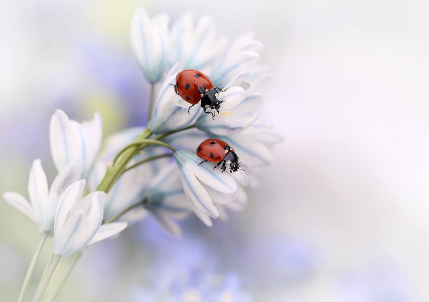 Billede af Ladybirds