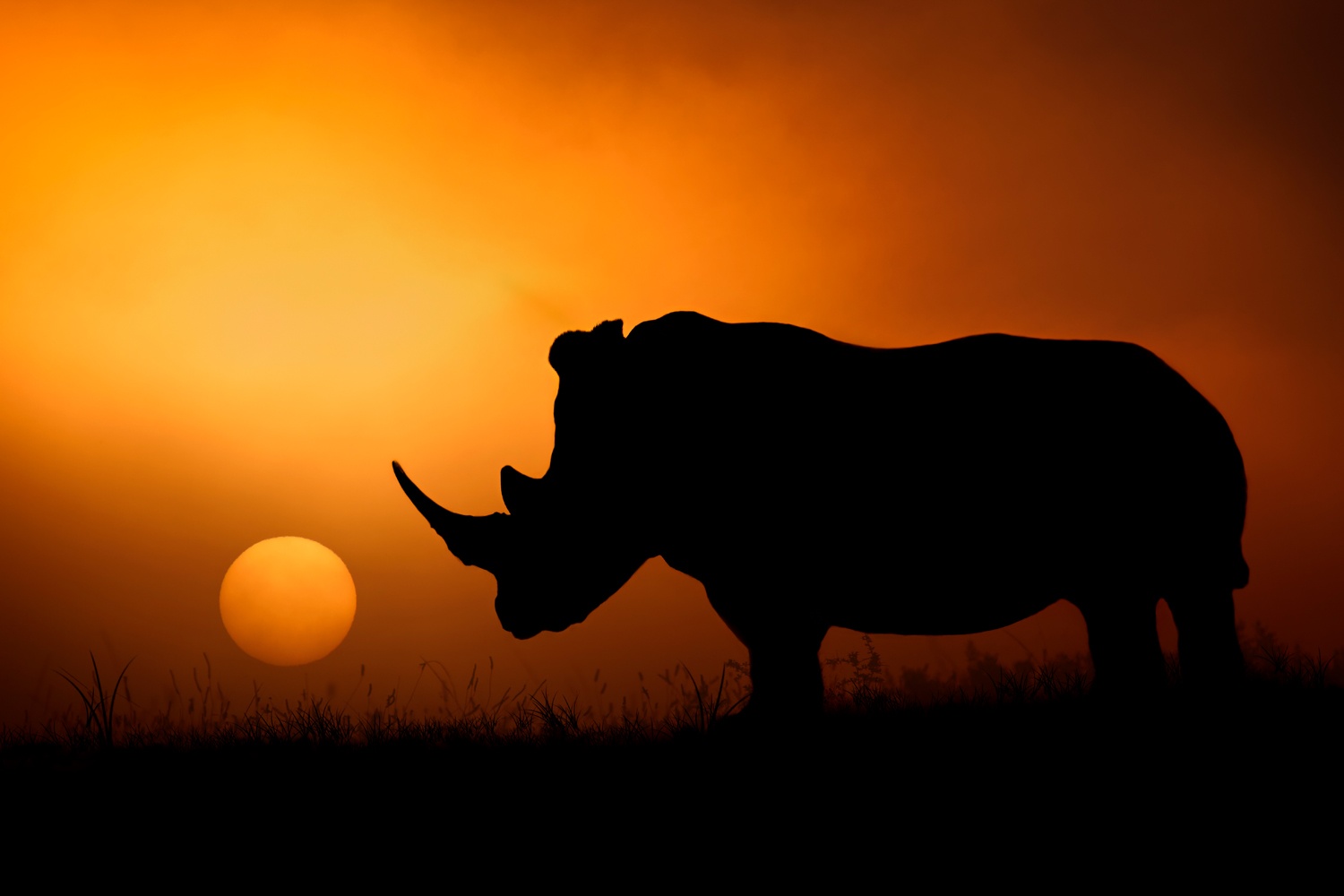Se Rhino Sunrise hos Picment.dk