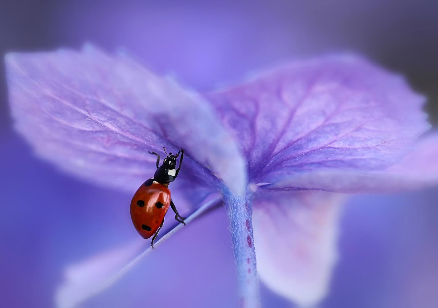 Billede af Ladybird on purple hydrangea