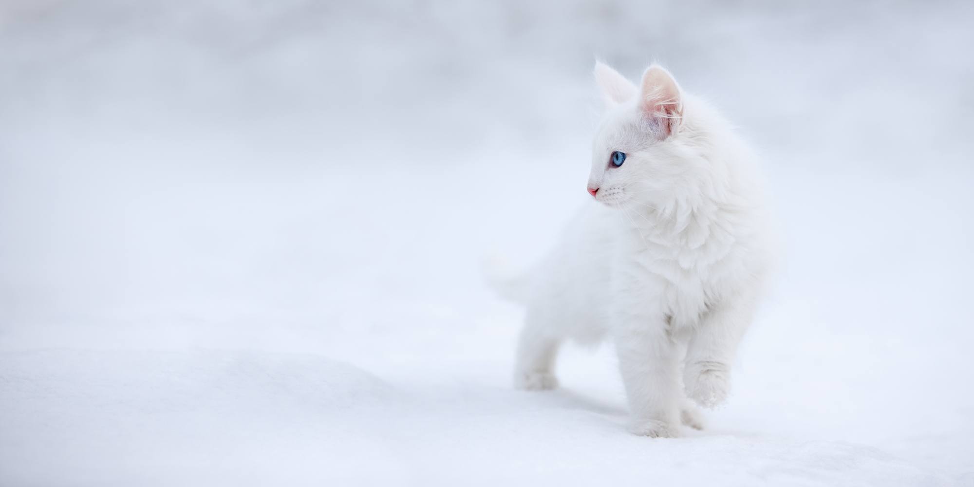 Billede af White as Snow