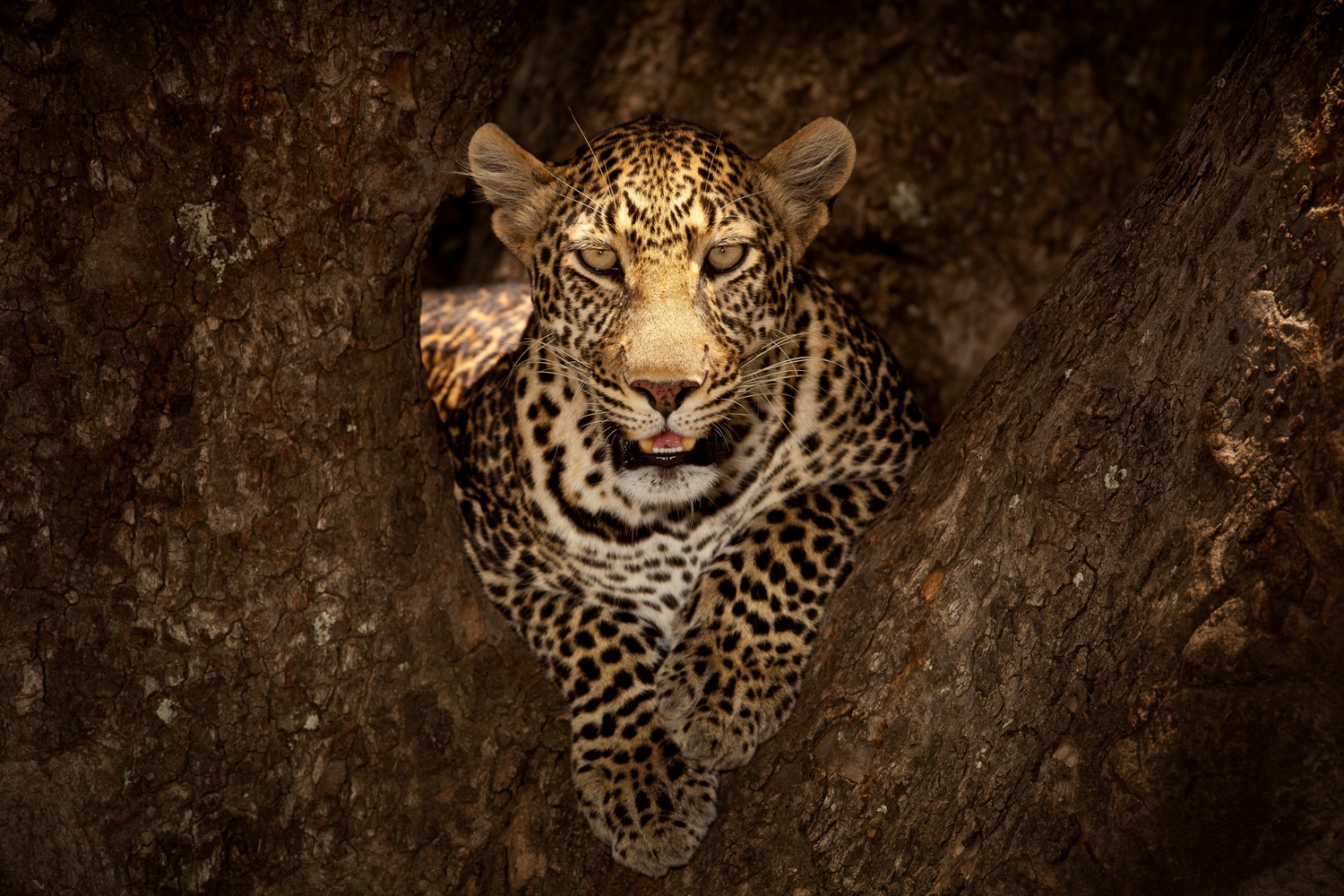 Se Leopard Resting on a Tree at Masai Mara hos Picment.dk