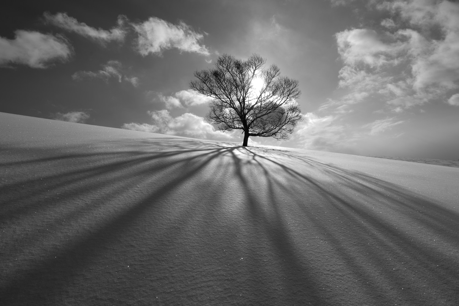 Billede af Tree Shadow