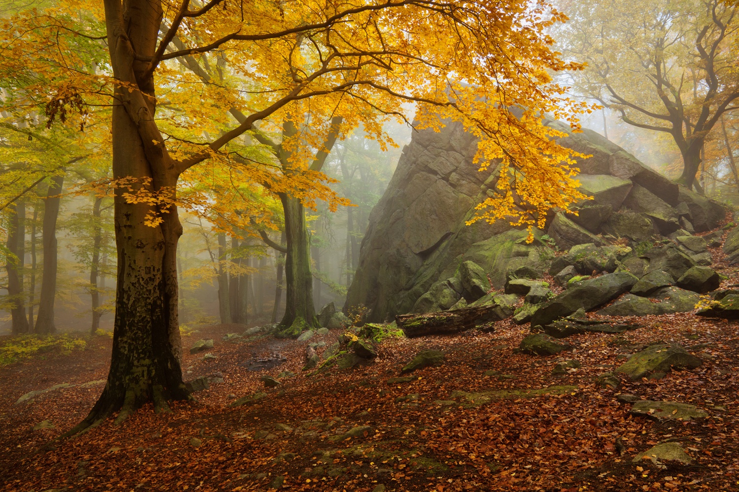 Billede af Autumn forest