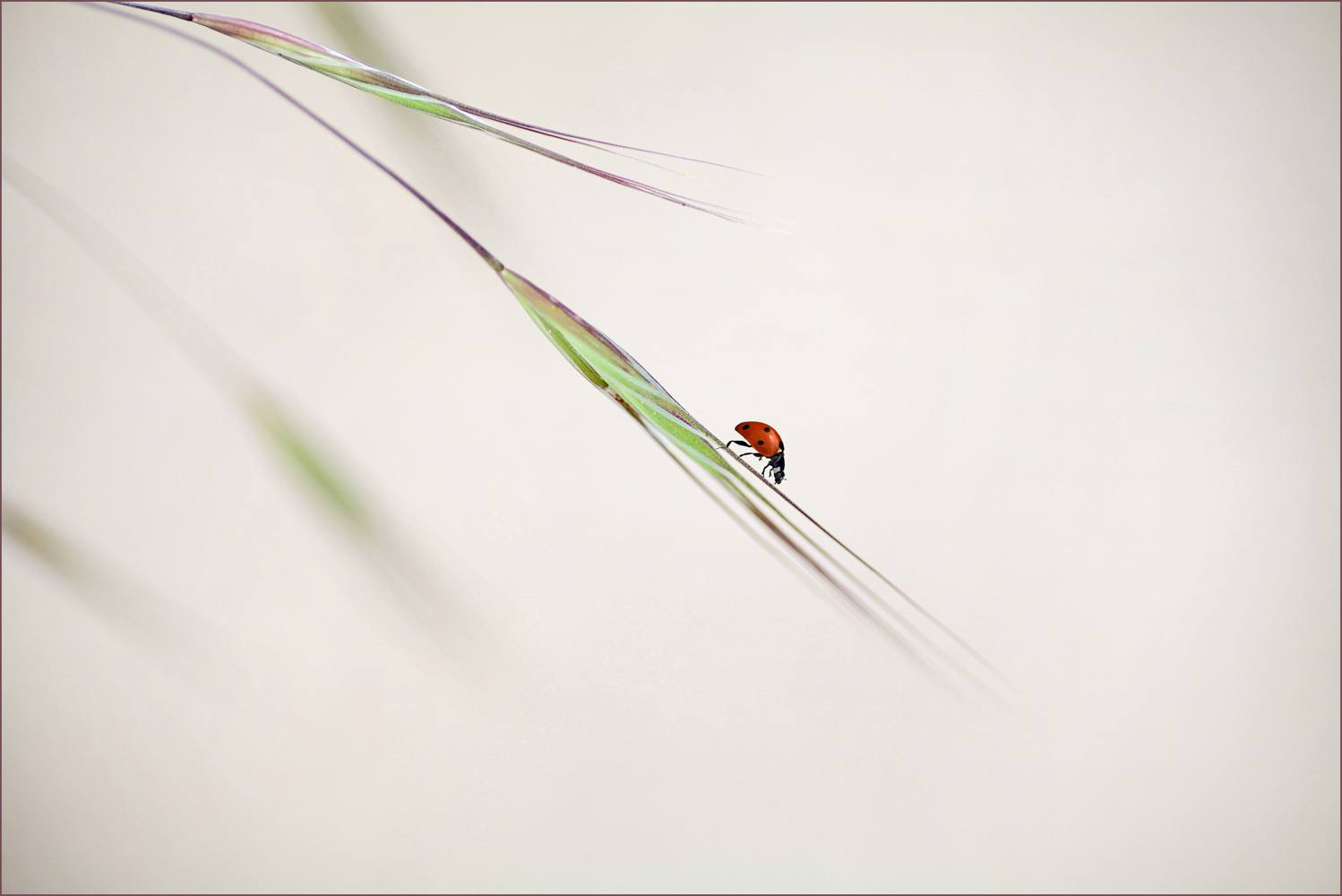 Billede af ladybug