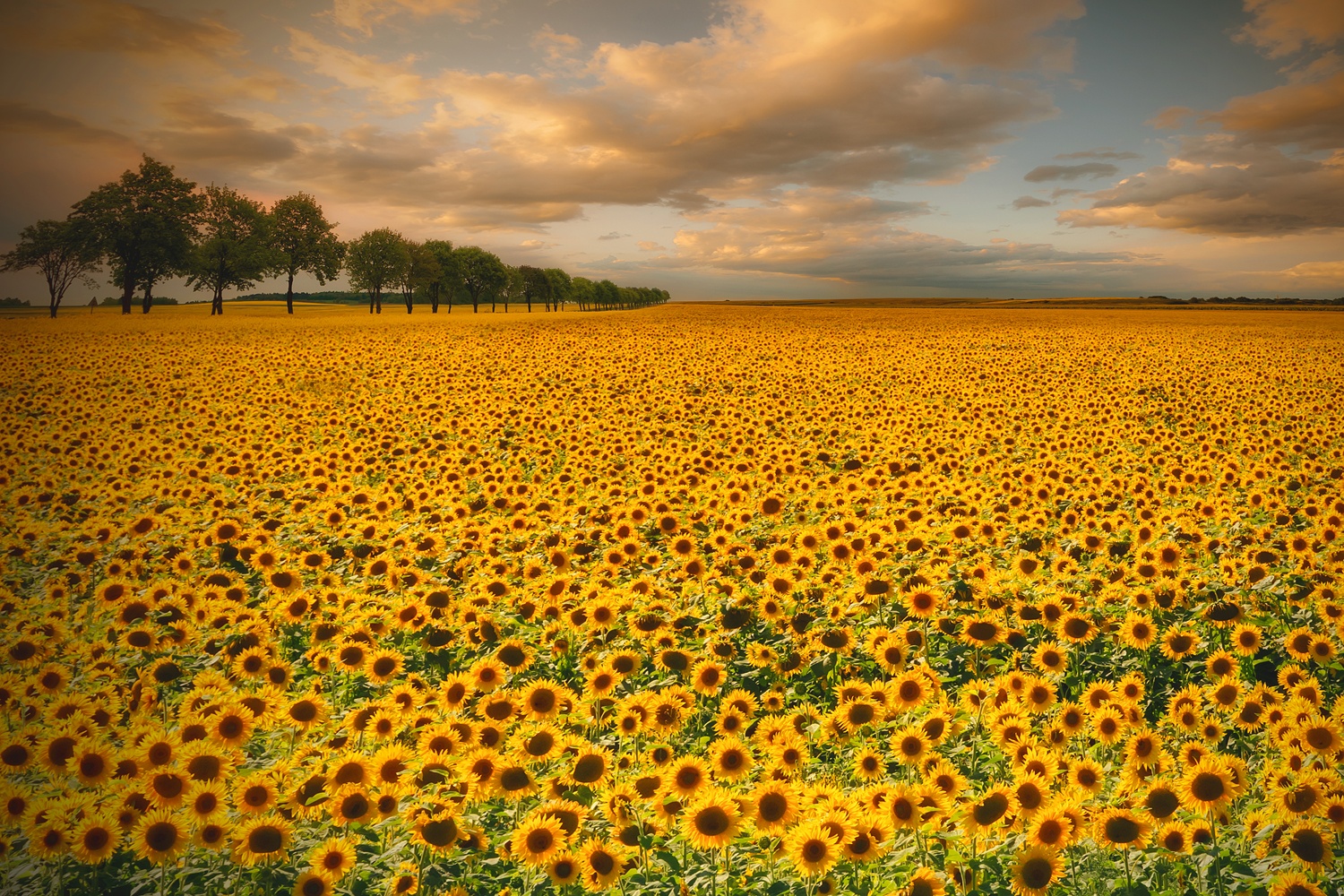 Billede af Sunflowers