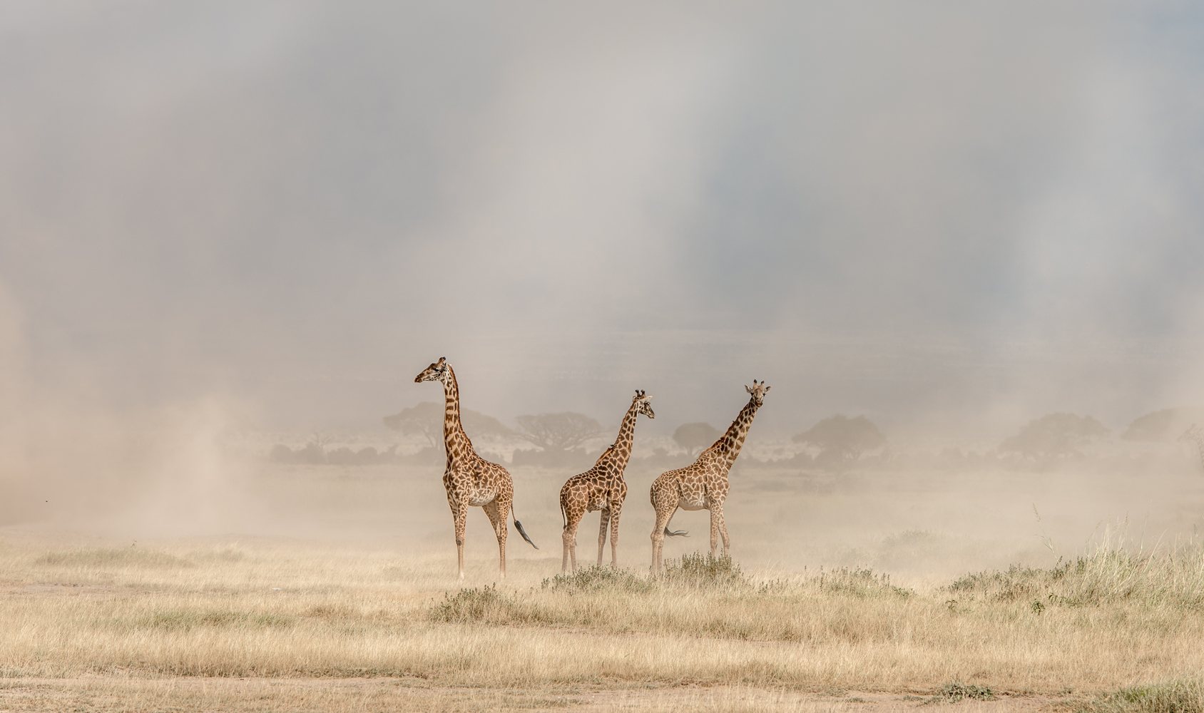 Billede af Weathering the Amboseli Dust Devils