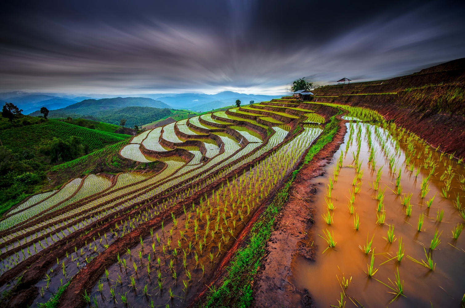 Billede af Unseen Rice Field