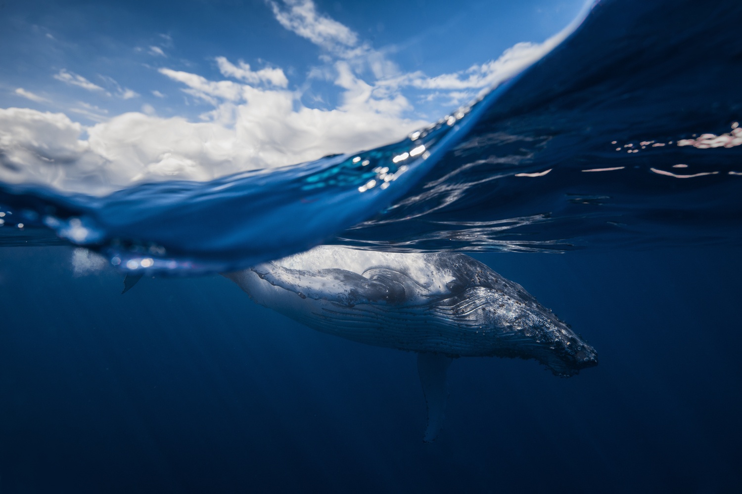 Billede af Humpback whale and the sky