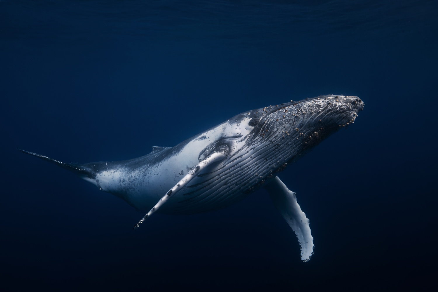 Billede af Humpback whale in blue