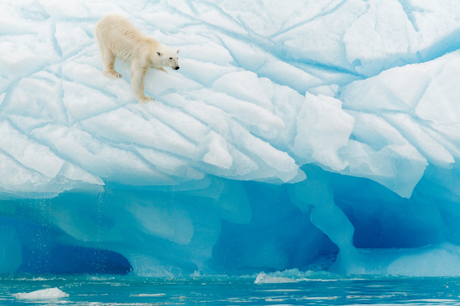 Billede af Polar Bear