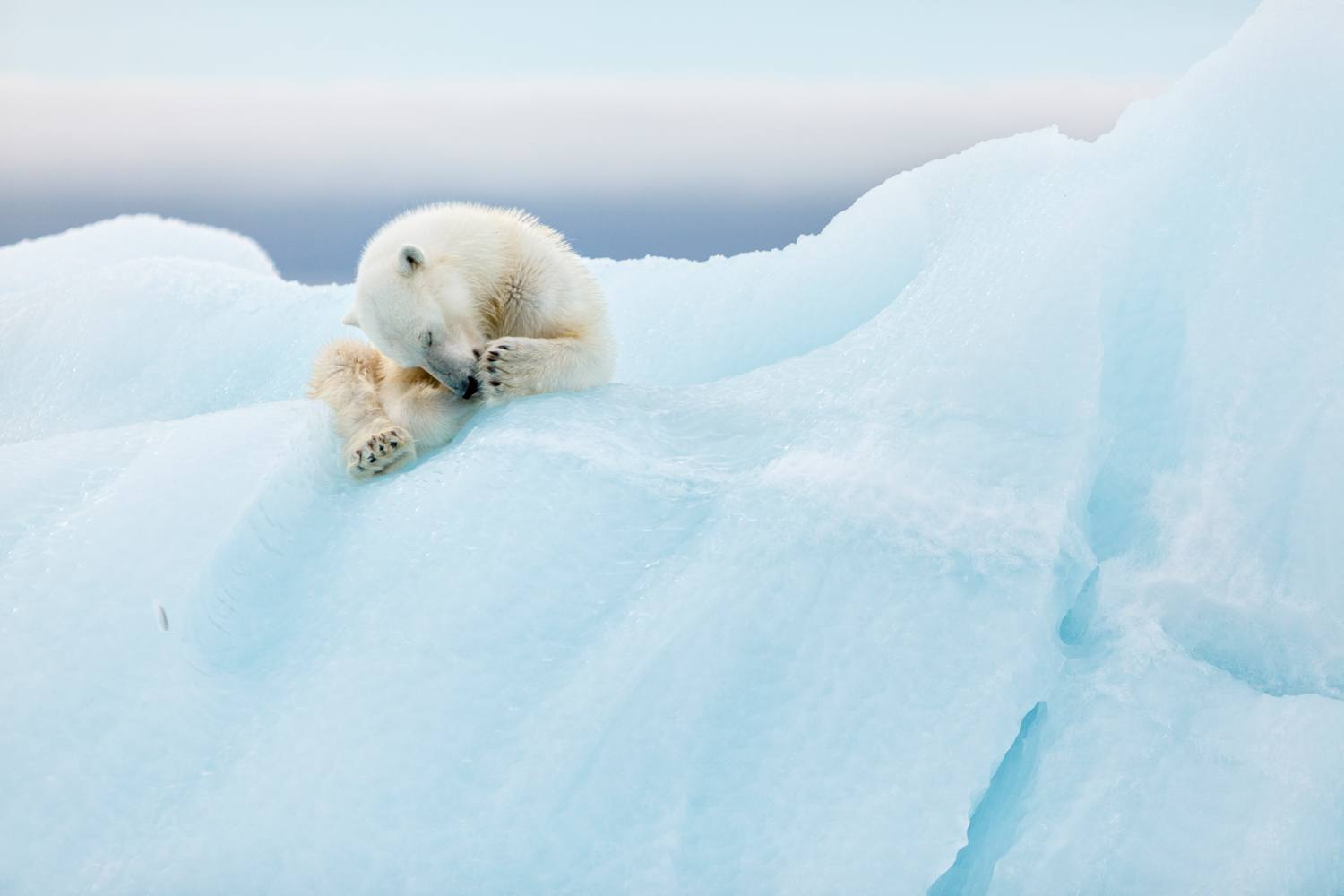 Billede af Polar Bear Grooming